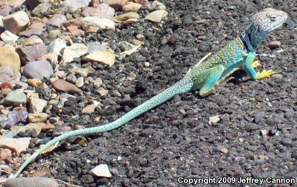 Eastern Collared Lizard (Crotaphytus collaris)