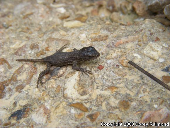 Eastern Fence Lizard (Sceloporus undulatus)