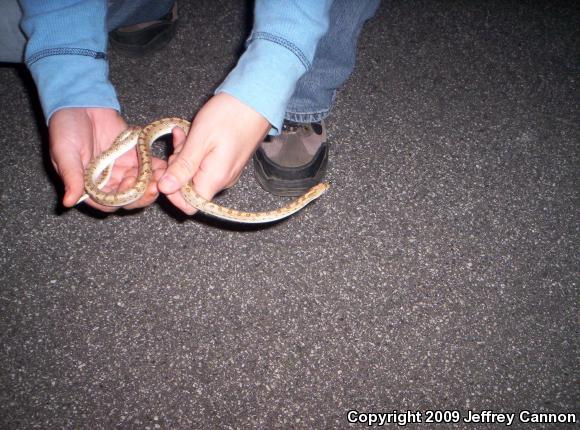 Western Glossy Snake (Arizona occidentalis)