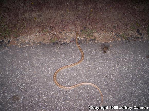 Western Glossy Snake (Arizona occidentalis)
