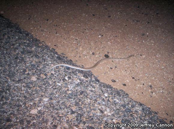 Western Glossy Snake (Arizona occidentalis)