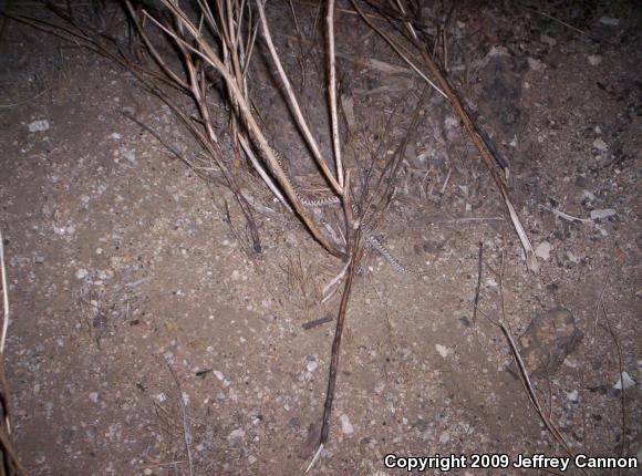 Western Glossy Snake (Arizona occidentalis)