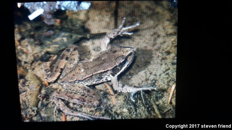 Cascades Frog (Rana cascadae)