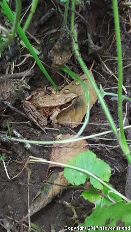 Cascades Frog (Rana cascadae)