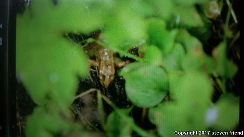 Cascades Frog (Rana cascadae)