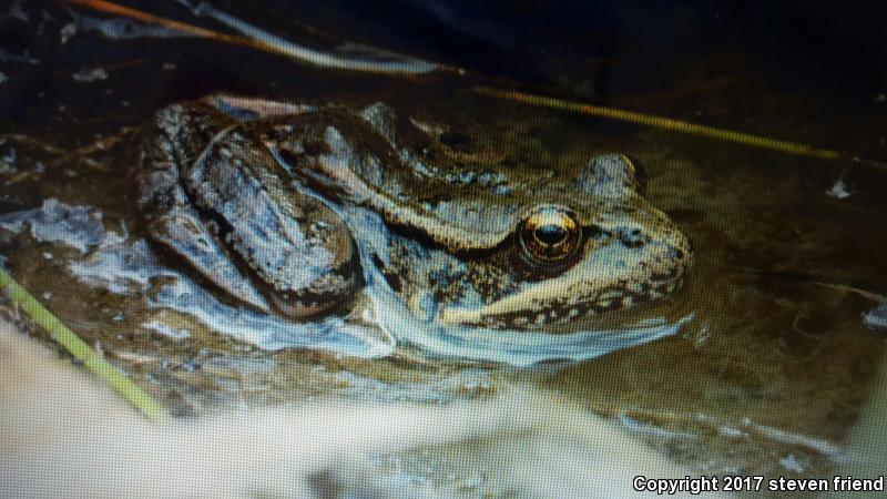 Cascades Frog (Rana cascadae)