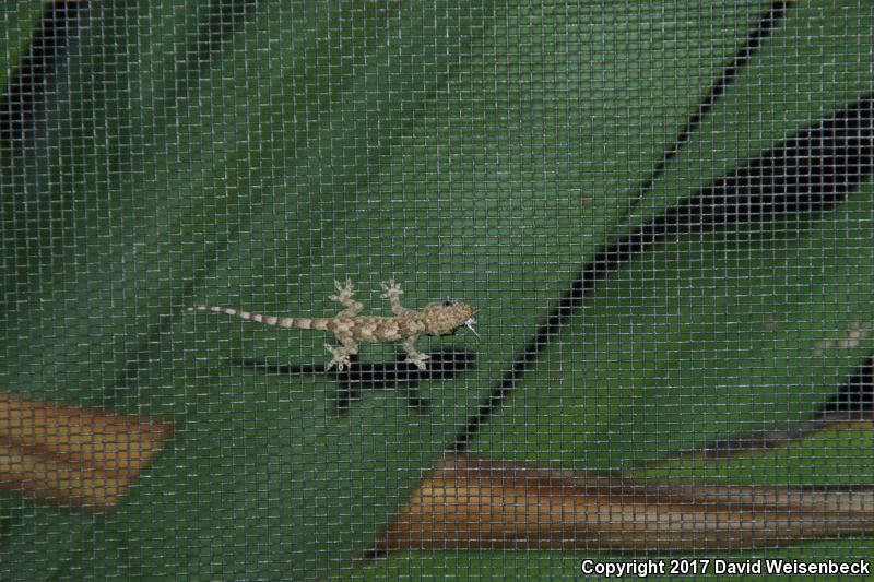 Wood Slave (Hemidactylus mabouia)