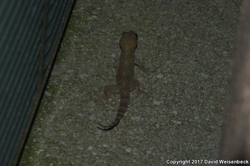 Wood Slave (Hemidactylus mabouia)