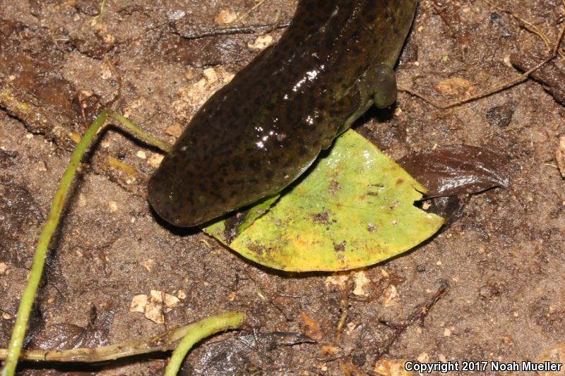 Greater Siren (Siren lacertina)