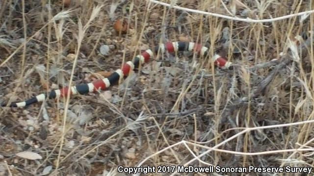 Arizona Coralsnake (Micruroides euryxanthus euryxanthus)