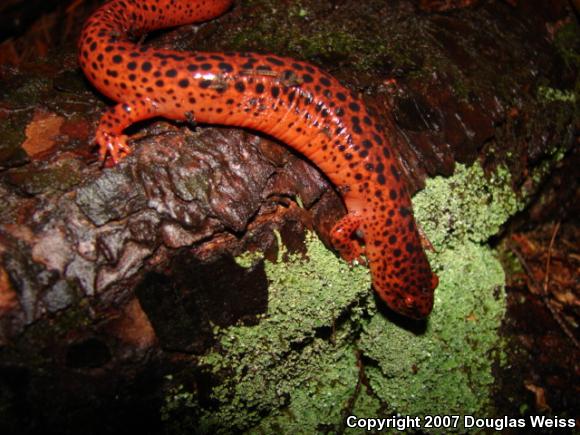 Northern Red Salamander (Pseudotriton ruber ruber)