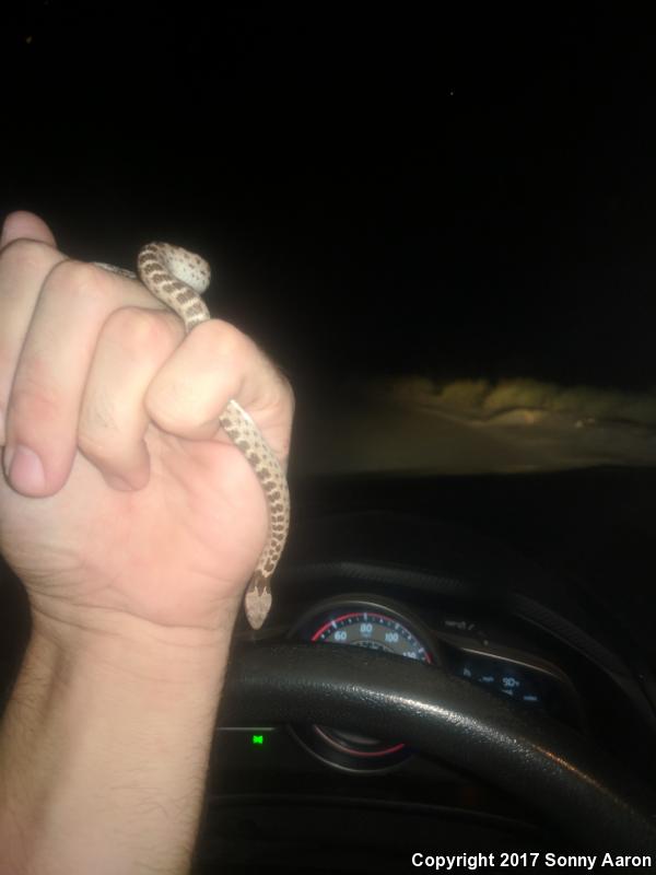 Sonoran Nightsnake (Hypsiglena chlorophaea chlorophaea)