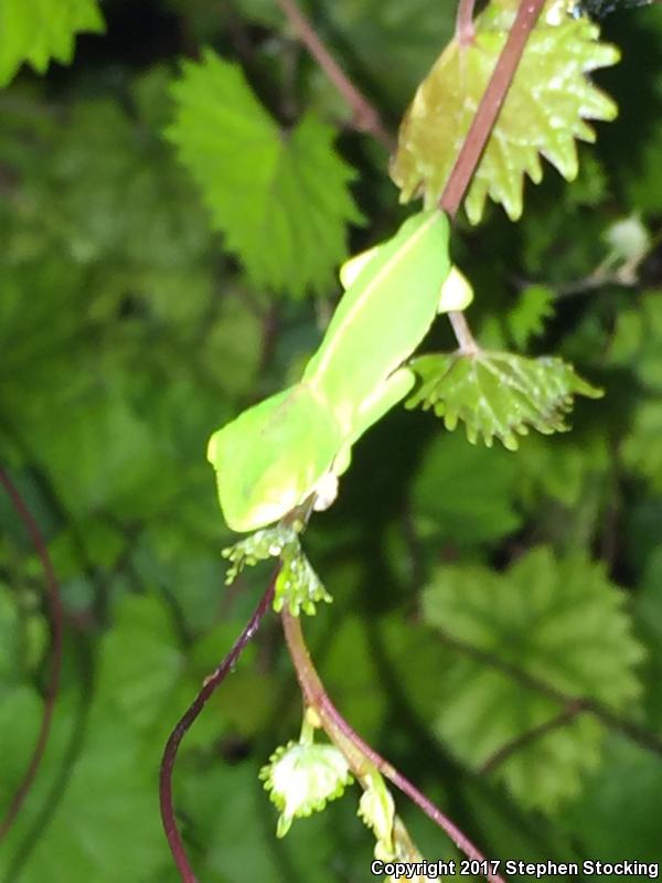 Veiled Chameleon (Chamaeleo calyptratus)