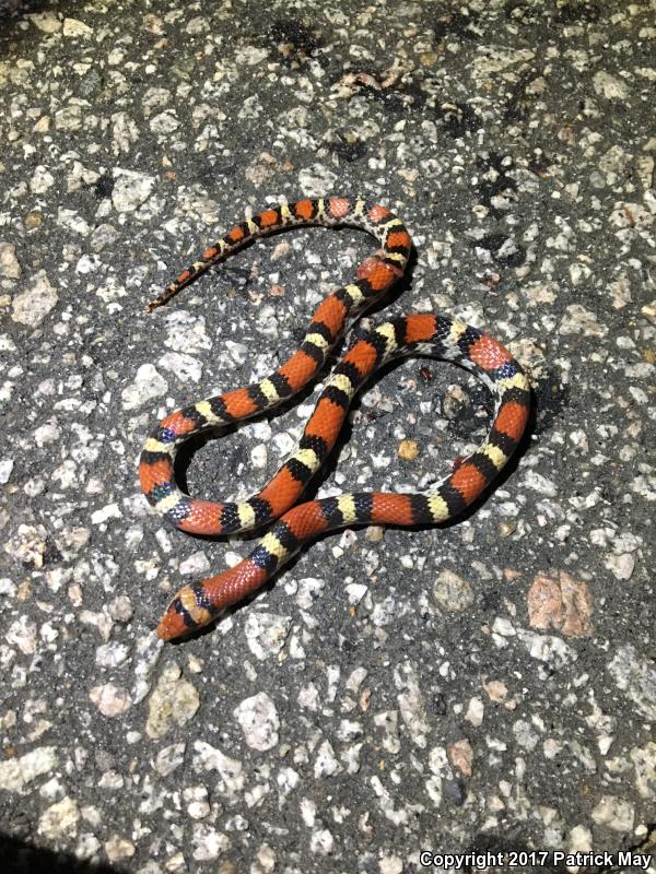 Northern  Scarletsnake (Cemophora coccinea copei)