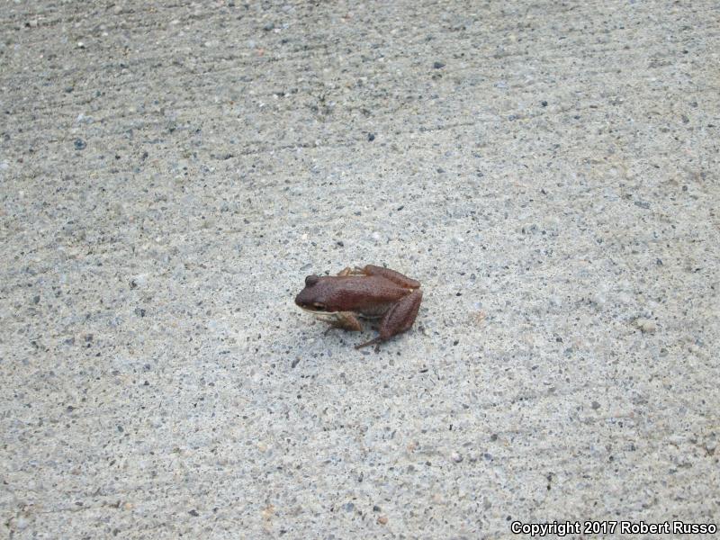 Upland Chorus Frog (Pseudacris feriarum)