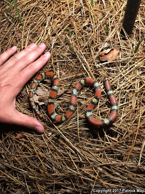 Northern  Scarletsnake (Cemophora coccinea copei)