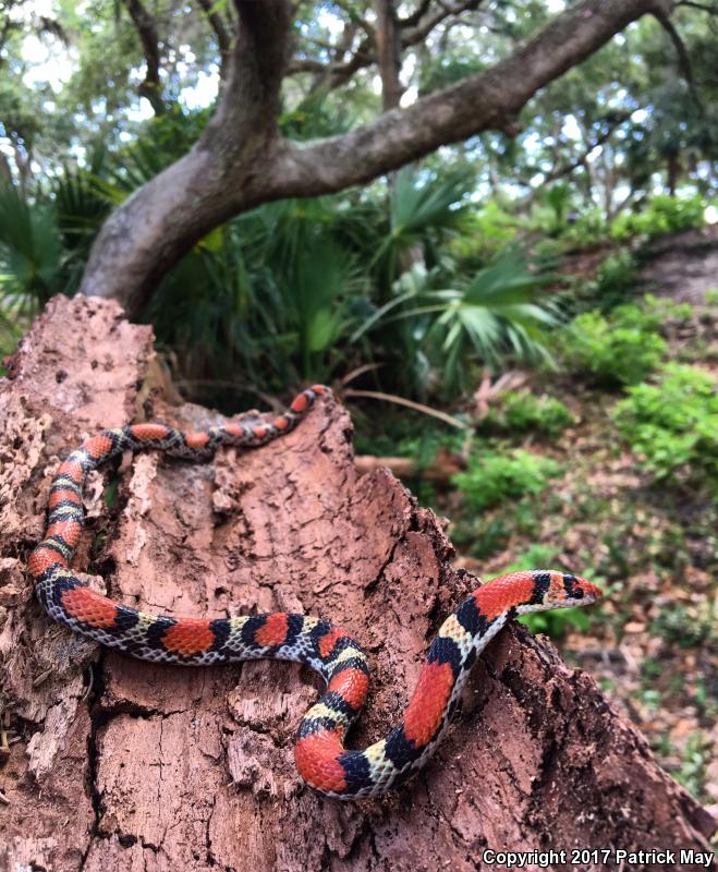 Northern  Scarletsnake (Cemophora coccinea copei)