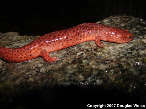 Northern Red Salamander (Pseudotriton ruber ruber)