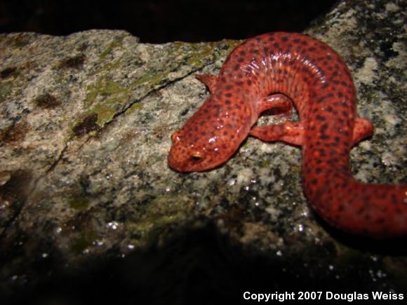 Northern Red Salamander (Pseudotriton ruber ruber)