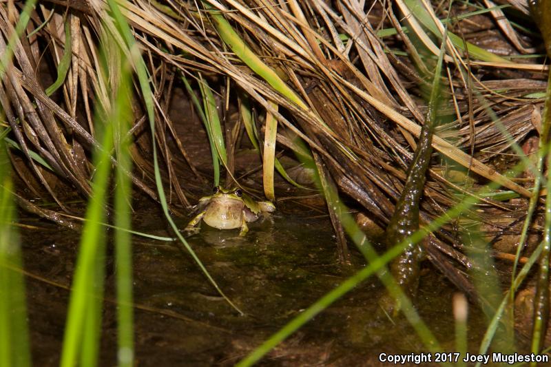 Arizona Treefrog (Hyla wrightorum)