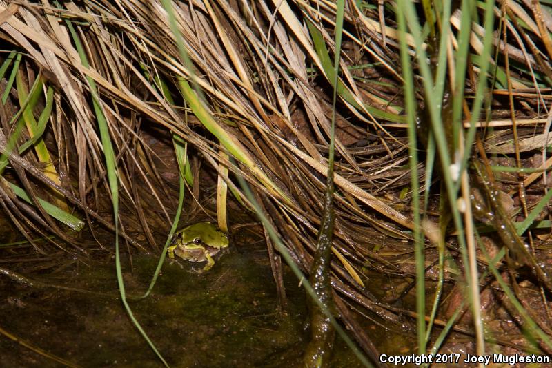 Arizona Treefrog (Hyla wrightorum)