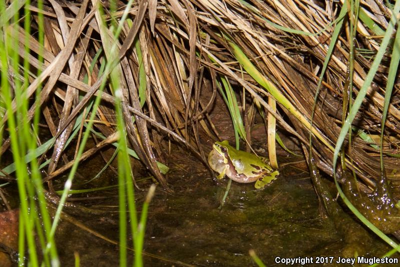 Arizona Treefrog (Hyla wrightorum)