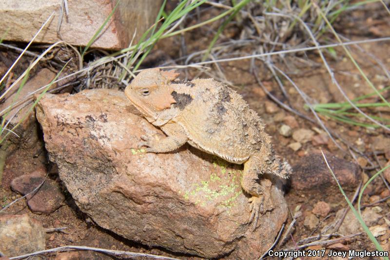 Hernandez's Short-horned Lizard (Phrynosoma hernandesi hernandesi)