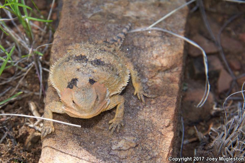 Hernandez's Short-horned Lizard (Phrynosoma hernandesi hernandesi)