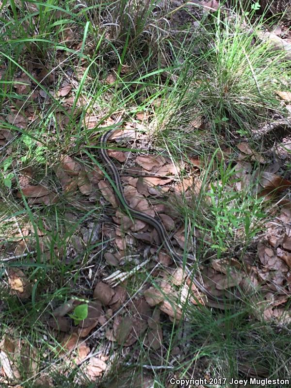 Mountain Patch-nosed Snake (Salvadora grahamiae grahamiae)