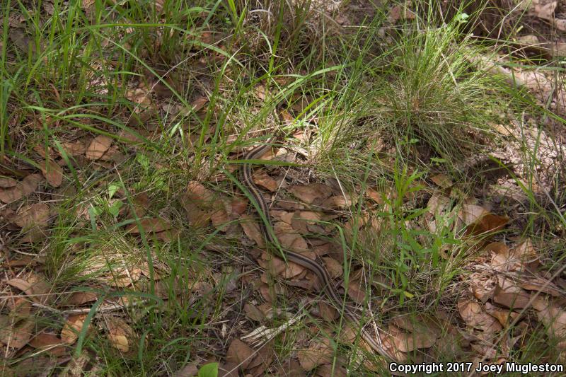 Mountain Patch-nosed Snake (Salvadora grahamiae grahamiae)