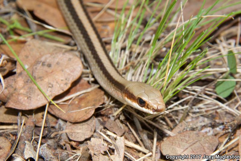 Mountain Patch-nosed Snake (Salvadora grahamiae grahamiae)