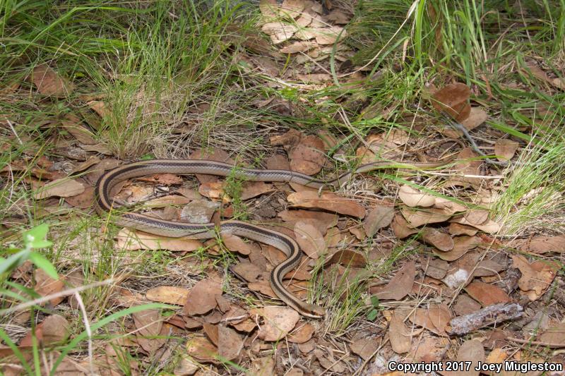 Mountain Patch-nosed Snake (Salvadora grahamiae grahamiae)