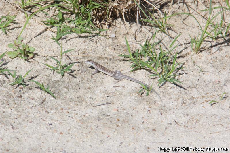 Arizona Striped Whiptail (Aspidoscelis arizonae)