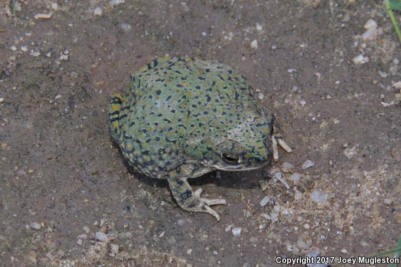 Western Green Toad (Anaxyrus debilis insidior)