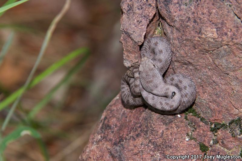 Western Twin-spotted Rattlesnake (Crotalus pricei pricei)