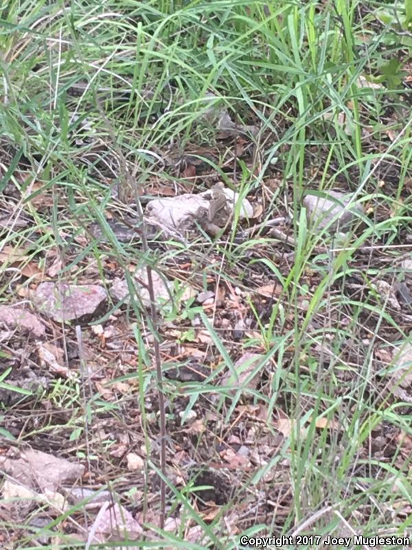 Striped Plateau Lizard (Sceloporus virgatus)