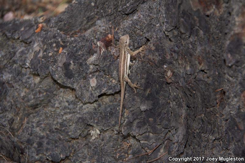 Striped Plateau Lizard (Sceloporus virgatus)