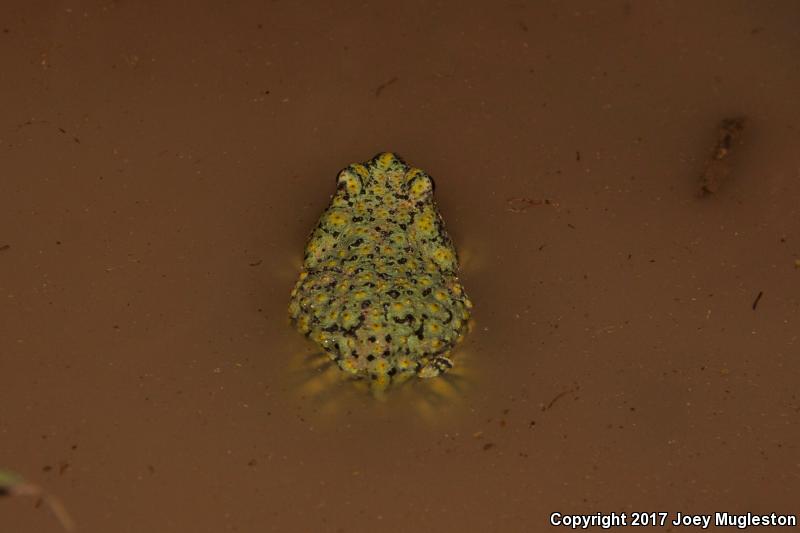 Western Green Toad (Anaxyrus debilis insidior)