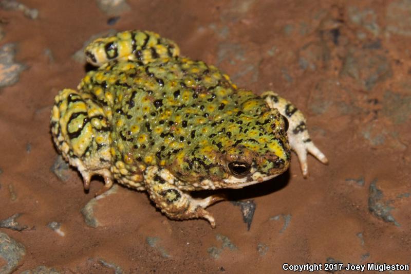 Western Green Toad (Anaxyrus debilis insidior)