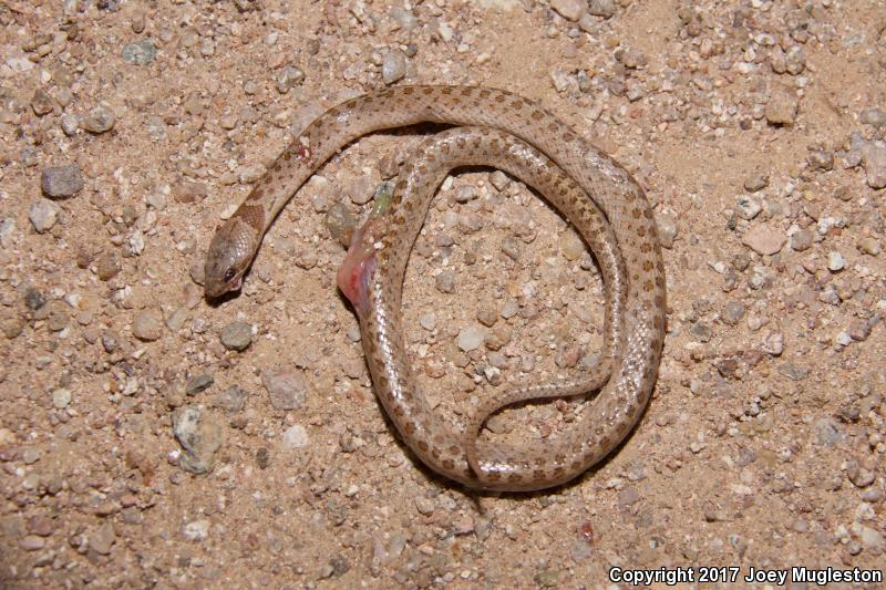 Sonoran Nightsnake (Hypsiglena chlorophaea chlorophaea)