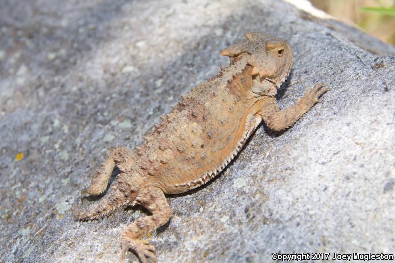 Hernandez's Short-horned Lizard (Phrynosoma hernandesi hernandesi)