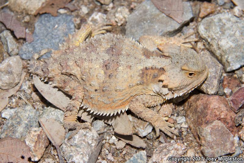 Hernandez's Short-horned Lizard (Phrynosoma hernandesi hernandesi)