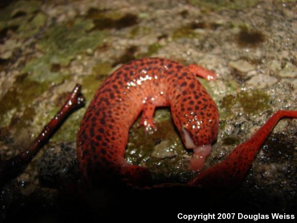 Northern Red Salamander (Pseudotriton ruber ruber)