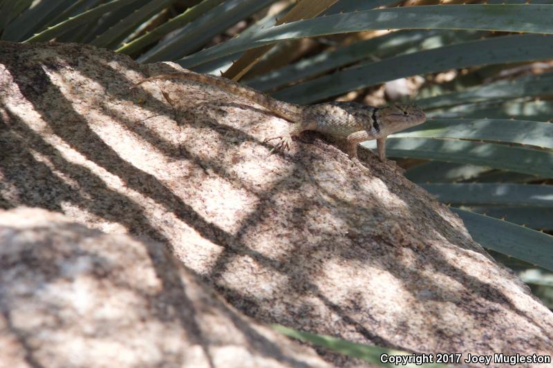 Purple-backed Spiny Lizard (Sceloporus magister magister)