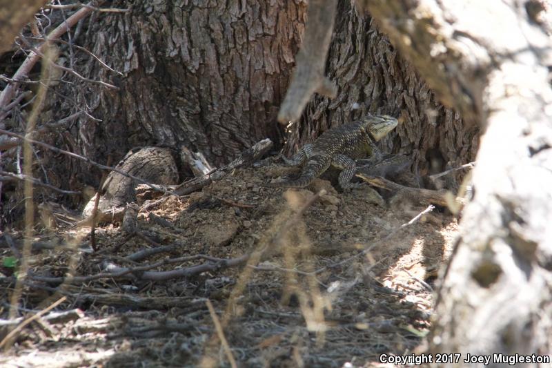 Purple-backed Spiny Lizard (Sceloporus magister magister)