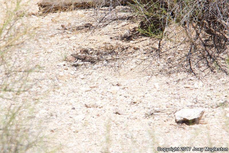 Southern Whiptail (Aspidoscelis tigris punctilinealis)