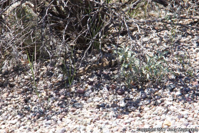 Southern Whiptail (Aspidoscelis tigris punctilinealis)