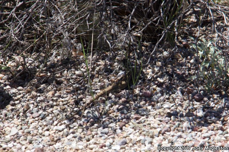 Southern Whiptail (Aspidoscelis tigris punctilinealis)