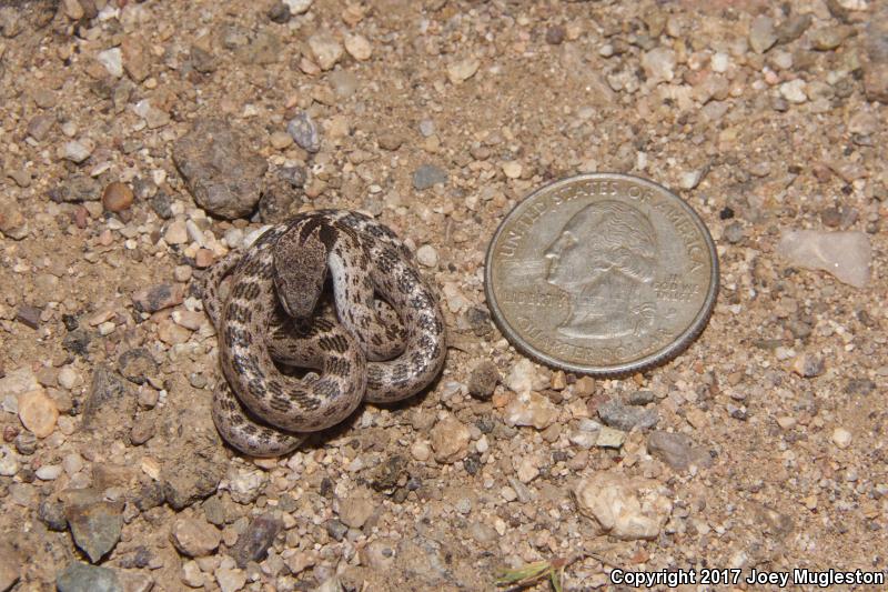 Sonoran Nightsnake (Hypsiglena chlorophaea chlorophaea)