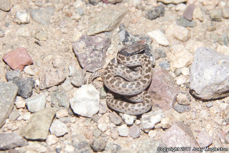 Sonoran Nightsnake (Hypsiglena chlorophaea chlorophaea)